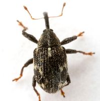 Anthonomus musculus BugGuide.jpg