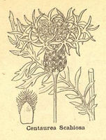 Centaurea scabiosa sl.jpg