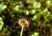 Leaf of Drosera rotundifolia L. (photo Andrea Moro 2012)