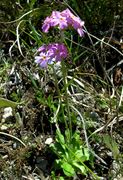 Primula farinosa L. (photo Andrea Moro 2004)