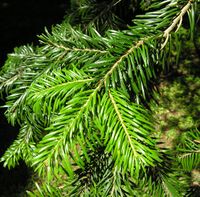 Abies nordmanniana (Steven) Spach – Photo: Andrea Moro 2007, Dryades TSB45424.jpg