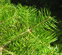 Abies sachalinensis (F. Schmidt) Mast. – Photo: Andrea Moro 2007, Dryades TSB45472.jpg