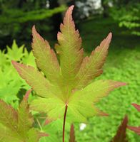 Acer sieboldianum Miq. – Photo: Andrea Moro 2007, Dryades TSB45582.jpg