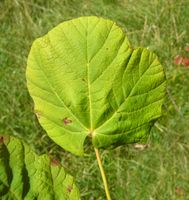 Acer opalus subsp. obtusatum (Waldst. & Kit. ex Willd.) Gams – Photo: Andrea Moro 2007, Dryades TSB45606.jpg