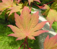 Acer sieboldianum Miq. – Photo: Andrea Moro 2007, Dryades TSB45692.jpg