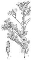 Linedrawing Senna auriculata.gif