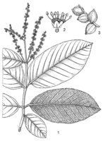 Linedrawing Terminalia chebula.gif