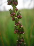 Fruits of Triglochin maritima