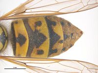 Vespula germanica PaDIL136373d.jpg