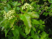 Flowers of Acer ginnala