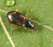 Bembidion tetracolum BugGuide526875.jpg