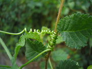 Bryonia dioica JuliaKruse 3.jpg