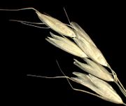 Spikelets of Arrhenatherum elatius (L.) P. Beauv. ex J. Presl & C. Presl subsp. elatius (×3) (photo Andrea Moro 2004)