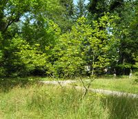 Acer opalus subsp. obtusatum (Waldst. & Kit. ex Willd.) Gams – Photo: Andrea Moro 2007, Dryades TSB45605.jpg