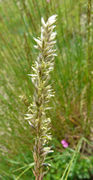 Melica ciliata L. subsp. ciliata (photo Andrea Moro 2008)