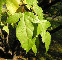 Acer ginnala Maxim. – Photo: Andrea Moro 2008, Dryades TSB59569.jpg