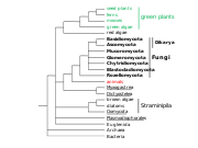 Abb1.2 phylogeny fungi plants animals algae 2021 (M. Piepenbring).svg