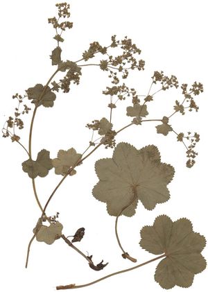 Alchemilla glabra Herbar.jpg