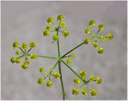 Inflorescence of Pastinaca sativa L. subsp. sativa (photo Andrea Moro 2005)