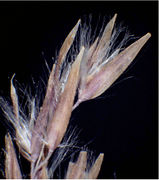 Calamagrostis canescens (G.H.Weber) Roth