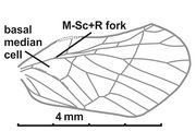 Rhotana semiopalina forewing.jpg