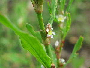 20160622Polygonum aviculare2.jpg