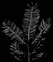 Chrysomyxa empetri (Pers.) Schroet. Abb0085 (Gäumann 1959, Rostpilze Mitteleuropas).png