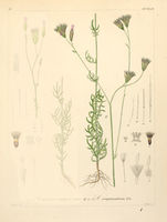 Crupina crupinastrum - 001x.jpg