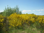 Cytisus scoparius 002.jpg