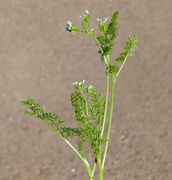 Habit of Scandix pecten-veneris L. (photo Andrea Moro 2014)