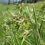 Habit of Poa alpina L. subsp. alpina