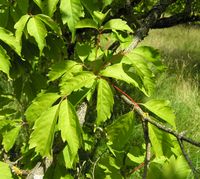 Acer cissifolium (Siebold & Zucc.) K. Koch – Photo: Andrea Moro 2007, Dryades TSB45612.jpg