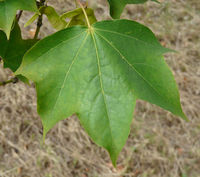 Acer cappadocicum Gleditsch – Photo: Andrea Moro 2008, Dryades TSB58373.jpg