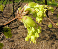 Acer opalus subsp. obtusatum (Waldst. & Kit. ex Willd.) Gams – Photo: Andrea Moro 2009, Dryades TSB63086.jpg