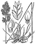 Drawing of Poa bulbosa L. subsp. bulbosa