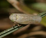 Graminella nigrifrons BugGuide32843.jpg