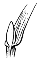 Ligule of leaf of Agrostis castellana Boiss. and Reut. (drawing 4008 of Coste and Flahault 1906).png