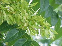 Ailanthus altissima1.jpg