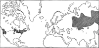 Cronartium ribicola J. C. Fisch. Abb0080 (Gäumann 1959, Rostpilze Mitteleuropas).png