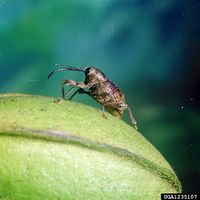 Curculio caryae IPM1235107.jpg