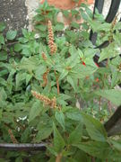 Habit of Amaranthus deflexus L.