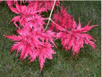 Acer palmatum – Photo: Andrea Moro 2005, Dryades TSB29914.jpg