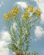 Overview of Hypericum perforatum L. subsp. perforatum (photo Andrea Moro 2007)