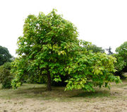 Catalpa fargesii Bureau