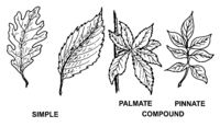 Leaf (PSF).png