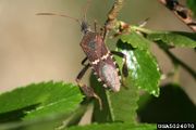 Leptoglossus clypealis IPM5024070.jpg