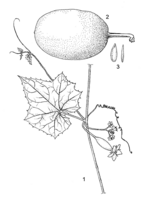 Linedrawing Cucumeropsis mannii.gif