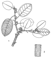 Linedrawing Ficus glumosa.gif