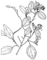 Linedrawing Maerua angolensis.gif