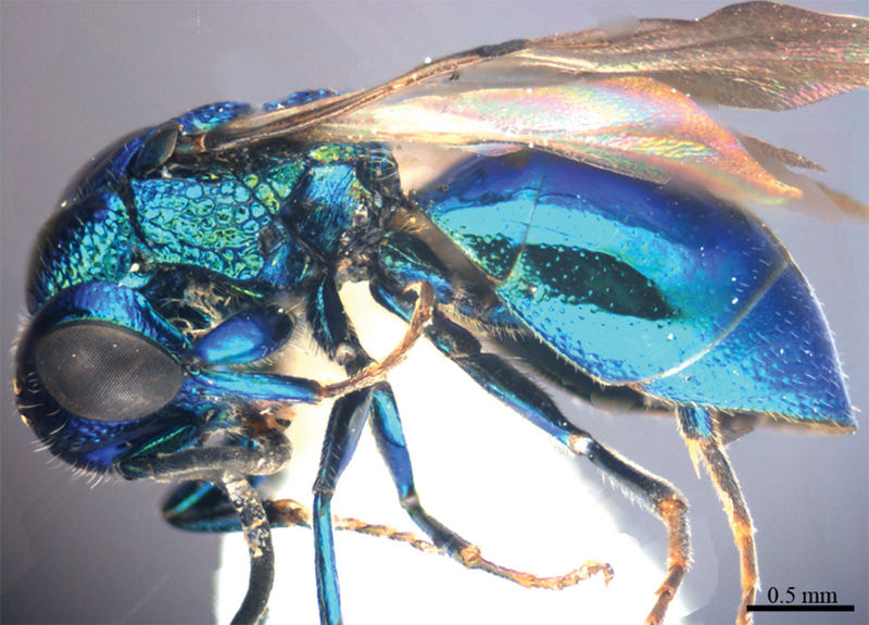 File:Zookeys-407-029-g007.jpg